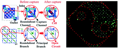 Graphical abstract: A fluidic circuit based, high-efficiency and large-scale single cell trap