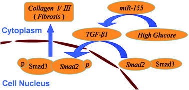 Graphical abstract: miR-155 regulates high glucose-induced cardiac fibrosis via the TGF-β signaling pathway