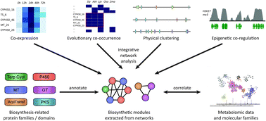Graphical abstract: Computational genomic identification and functional reconstitution of plant natural product biosynthetic pathways