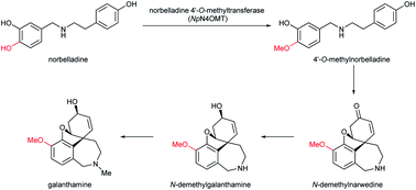 Graphical abstract: Amaryllidaceae and Sceletium alkaloids