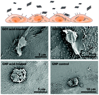 Graphical abstract: Interaction of graphene-related materials with human intestinal cells: an in vitro approach