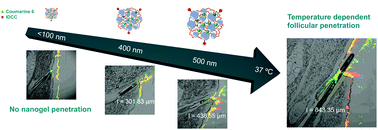 Graphical abstract: Dendritic polyglycerol and N-isopropylacrylamide based thermoresponsive nanogels as smart carriers for controlled delivery of drugs through the hair follicle