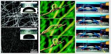 Graphical abstract: Shape-memory polymer nanocomposites with a 3D conductive network for bidirectional actuation and locomotion application