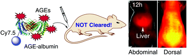Graphical abstract: In vivo imaging of advanced glycation end products (AGEs) of albumin: first observations of significantly reduced clearance and liver deposition properties in mice