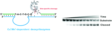 Graphical abstract: Characterization of deoxyribozymes with site-specific oxidative cleavage activity against DNA obtained by in vitro selection