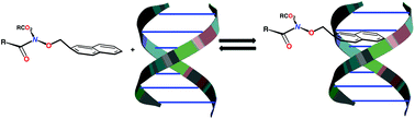 Graphical abstract: Mutagenicity of N-acyloxy-N-alkoxyamides as an indicator of DNA intercalation part 1: evidence for naphthalene as a DNA intercalator