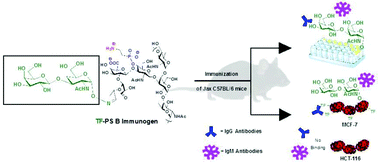 Graphical abstract: Immunological evaluation of the entirely carbohydrate-based Thomsen-Friedenreich – PS B conjugate