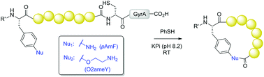 Graphical abstract: Side-chain-to-tail cyclization of ribosomally derived peptides promoted by aryl and alkyl amino-functionalized unnatural amino acids