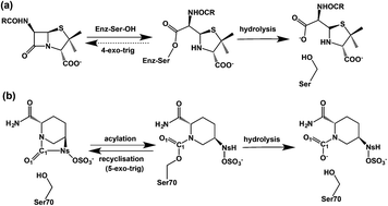 Graphical abstract: Investigations on recyclisation and hydrolysis in avibactam mediated serine β-lactamase inhibition