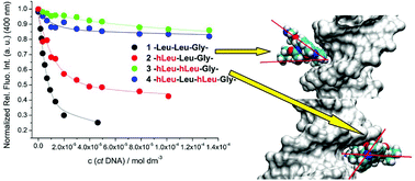 Graphical abstract: The impact of α-hydrazino acids embedded in short fluorescent peptides on peptide interactions with DNA and RNA