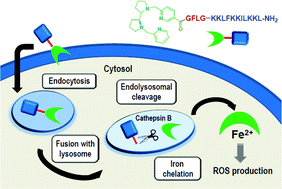 Graphical abstract: Delivering aminopyridine ligands into cancer cells through conjugation to the cell-penetrating peptide BP16
