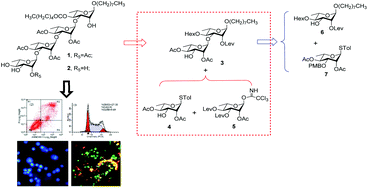 Graphical abstract: Synthesis and biological evaluation of acylated oligorhamnoside derivatives structurally related to mezzettiaside-6 with cytotoxic activity