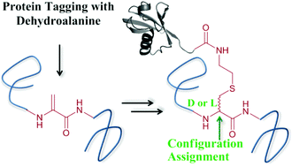Graphical abstract: Protein ubiquitination via dehydroalanine: development and insights into the diastereoselective 1,4-addition step