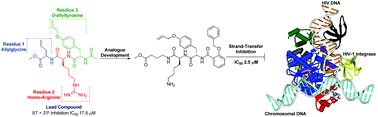 Graphical abstract: The discovery of allyltyrosine based tripeptides as selective inhibitors of the HIV-1 integrase strand-transfer reaction