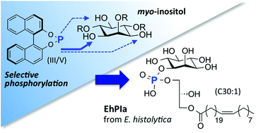 Graphical abstract: Regioselective phosphorylation of myo-inositol with BINOL-derived phosphoramidites and its application for protozoan lysophosphatidylinositol