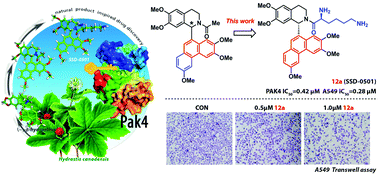 Graphical abstract: Advances in the 1-phenanthryl-tetrahydroisoquinoline series of PAK4 inhibitors: potent agents restrain tumor cell growth and invasion