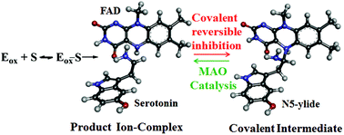Graphical abstract: ONIOM calculations on serotonin degradation by monoamine oxidase B: insight into the oxidation mechanism and covalent reversible inhibition