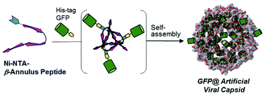 Graphical abstract: Self-assembly of Ni-NTA-modified β-annulus peptides into artificial viral capsids and encapsulation of His-tagged proteins