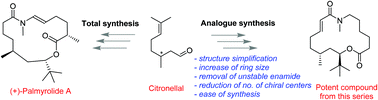 Graphical abstract: Synthesis and biological evaluation of palmyrolide A macrocycles as sodium channel blockers towards neuroprotection