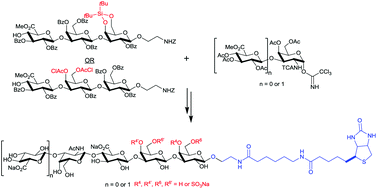 Graphical abstract: Efficient and stereocontrolled synthesis of chondroitin mono- and disaccharide linked to variously sulfated biotinylated trisaccharides of the linkage region of proteoglycans