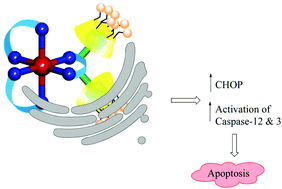 Graphical abstract: Supramolecular metalloglycodendrimers selectively modulate lectin binding and delivery of Ru(ii) complexes into mammalian cells