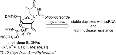 Graphical abstract: Synthesis and properties of novel 2′-C,4′-C-ethyleneoxy-bridged 2′-deoxyribonucleic acids with exocyclic methylene groups