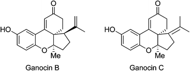 Graphical abstract: Total synthesis of (±)-ganocins B and C