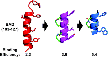 Graphical abstract: Downsizing the BAD BH3 peptide to small constrained α-helices with improved ligand efficiency