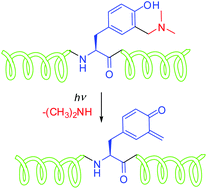 Graphical abstract: Photochemical formation of quinone methides from peptides containing modified tyrosine
