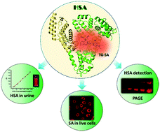Graphical abstract: A red-NIR emissive probe for the selective detection of albumin in urine samples and live cells