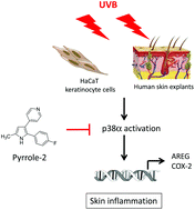 Graphical abstract: Integrating targeted gene expression and a skin model system to identify functional inhibitors of the UV activated p38 MAP kinase