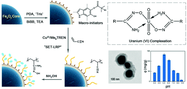 Graphical abstract: Surface-initiated SET-LRP mediated by mussel-inspired polydopamine chemistry for controlled building of novel core–shell magnetic nanoparticles for highly-efficient uranium enrichment
