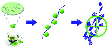 Graphical abstract: Efficient functionalisation of dextran-aldehyde with catechin: potential applications in the treatment of cancer