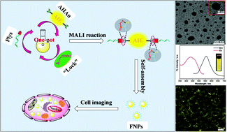 Graphical abstract: Fabrication of amphiphilic fluorescent nanoparticles with an AIE feature via a one-pot clickable mercaptoacetic acid locking imine reaction: synthesis, self-assembly and bioimaging