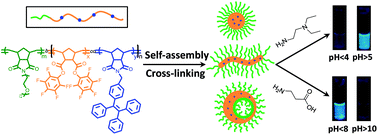 Graphical abstract: Aggregation-induced emission polymer nanoparticles with pH-responsive fluorescence