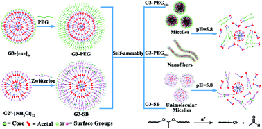 Graphical abstract: Facile synthesis and self-assembly behaviour of pH-responsive degradable polyacetal dendrimers