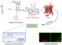 Graphical abstract: Hyperbranched PEG-based multi-NHS polymer and bioconjugation with BSA