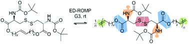 Graphical abstract: Metathesis polymerization of cystine-based macrocycles