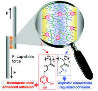 Graphical abstract: Rational design of a biomimetic glue with tunable strength and ductility