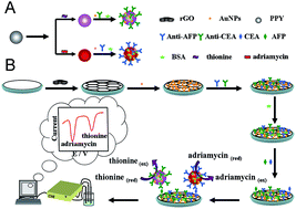 Graphical abstract: Electrochemical detection of two tumor markers based on functionalized polypyrrole microspheres as immunoprobes