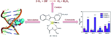 Graphical abstract: Two new mixed copper(ii)–dipeptide complexes of N,N-donor heterocycle ligands: studies on their non-covalent DNA binding, chemical nuclease, antioxidant and anticancer activities