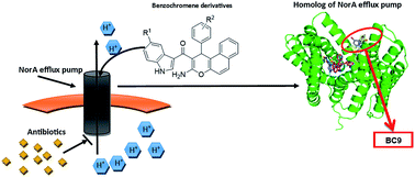 Graphical abstract: Identification of benzochromene derivatives as a highly specific NorA efflux pump inhibitor to mitigate the drug resistant strains of S. aureus