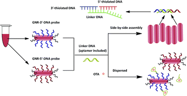 Graphical abstract: Aptasensor for the simple detection of ochratoxin A based on side-by-side assembly of gold nanorods