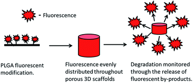 Graphical abstract: Fluorescent, online monitoring of PLGA degradation for regenerative medicine applications