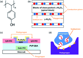 Graphical abstract: Short-term and long-term memory operations of synapse thin-film transistors using an In–Ga–Zn–O active channel and a poly(4-vinylphenol)–sodium β-alumina electrolytic gate insulator