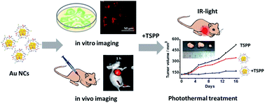 Graphical abstract: Rapid tumor bioimaging and photothermal treatment based on GSH-capped red fluorescent gold nanoclusters