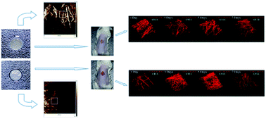 Graphical abstract: Acellular dermal matrix from one-day-old mouse skin on adult scarless cutaneous wound repair by second harmonic generation microscopic imaging