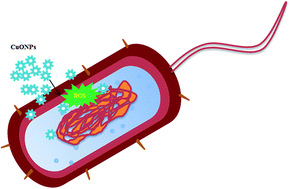 Graphical abstract: In vitro toxicity, apoptosis and antimicrobial effects of phyto-mediated copper oxide nanoparticles