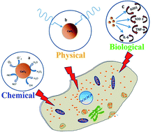 Graphical abstract: Radioprotective effects of ultra-small citrate-stabilized cerium oxide nanoparticles in vitro and in vivo