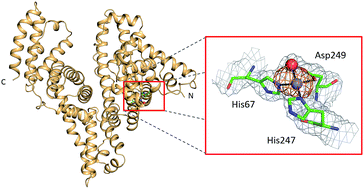 Graphical abstract: Circulatory zinc transport is controlled by distinct interdomain sites on mammalian albumins